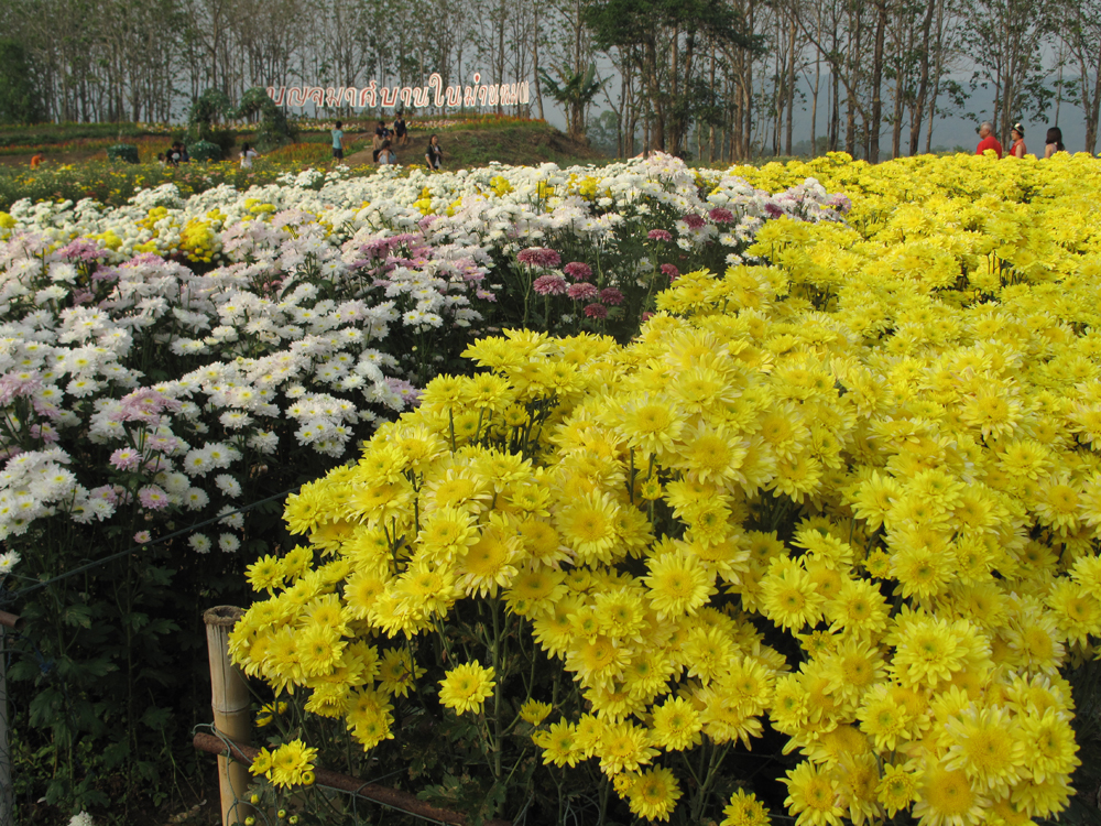 ม่วนคักคัก ฮักภาคอีสาน ในงาน“เทศกาลเที่ยวเมืองไทย 2556”